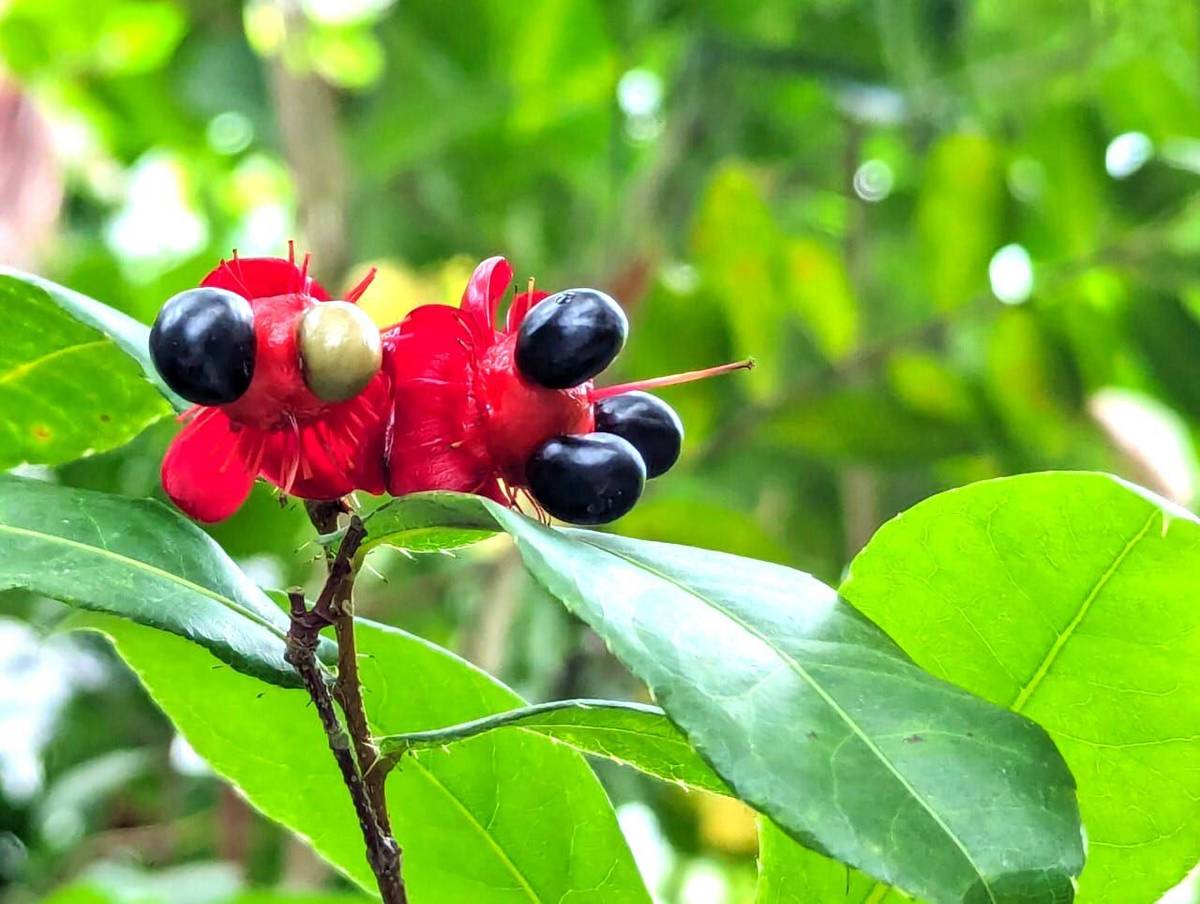 紅到發亮的「米老鼠樹」，目前已經開始邁入結果季節
