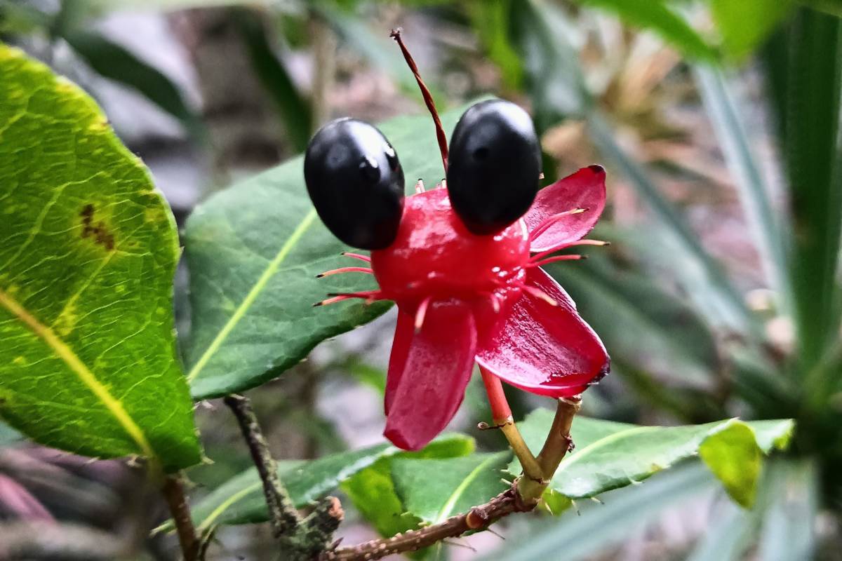 到臺北典藏植物園，一窺米老鼠樹

