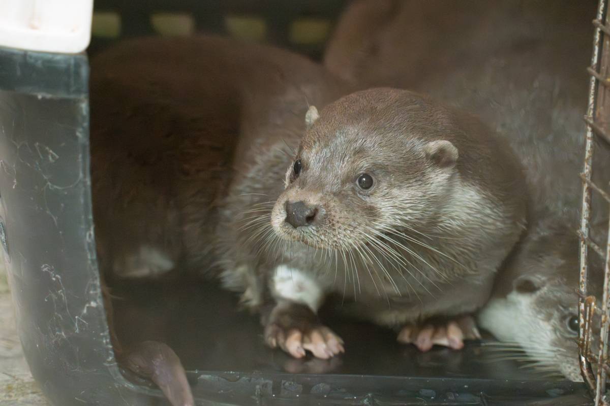 歐亞水獺兄弟剛搬到臺灣動物區時，謹慎地觀察周遭