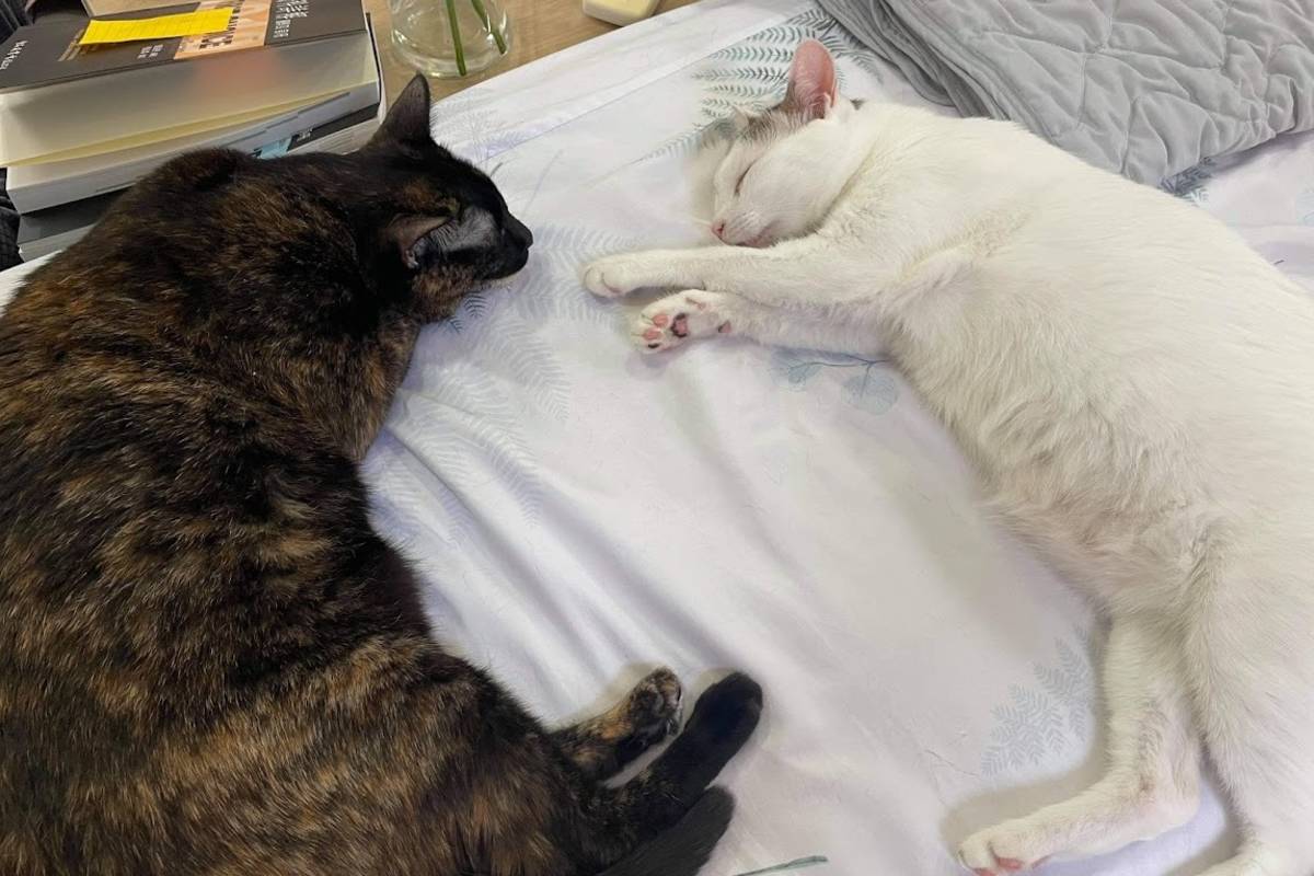臺北市睡飼主床上比例更高達31%