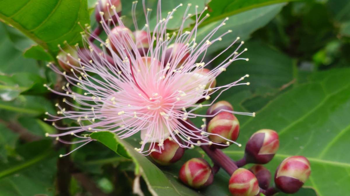 穗花棋盤腳(拍攝：胡國棟).jpg