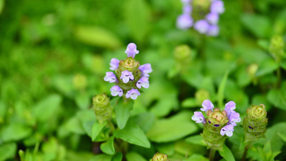 夏枯草(拍攝：陳世揚).jpg