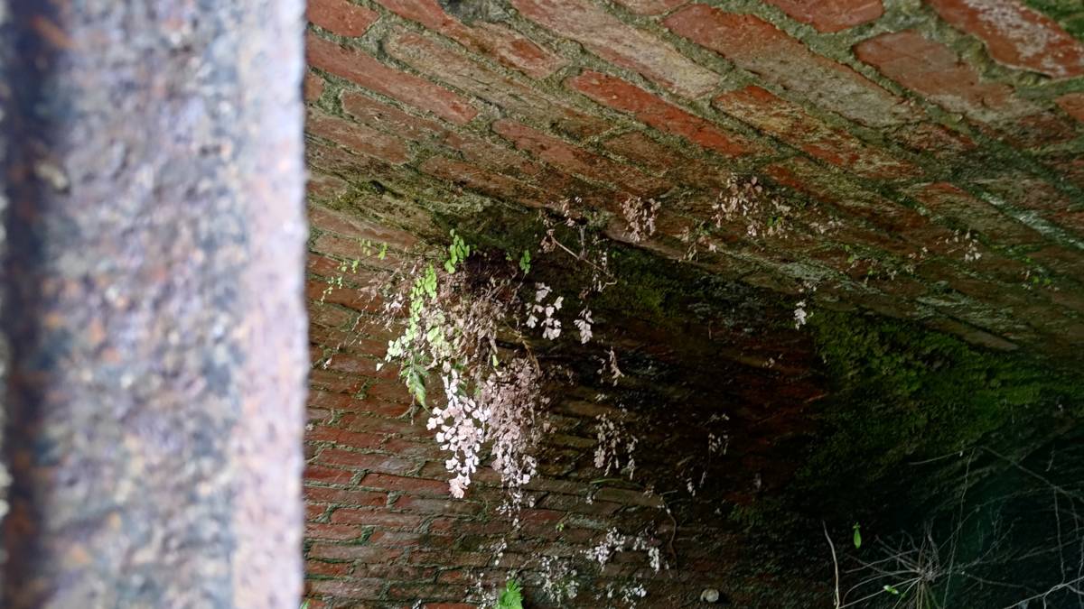 石底大鈄坑內看得到是磚造結構