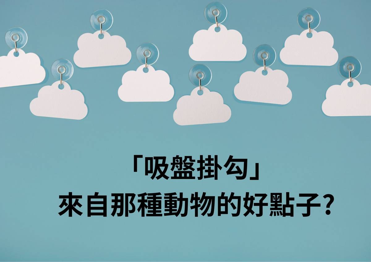 吸盤掛勾是來自那種動物的好點子?