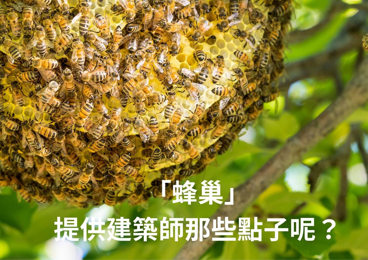 蜂巢