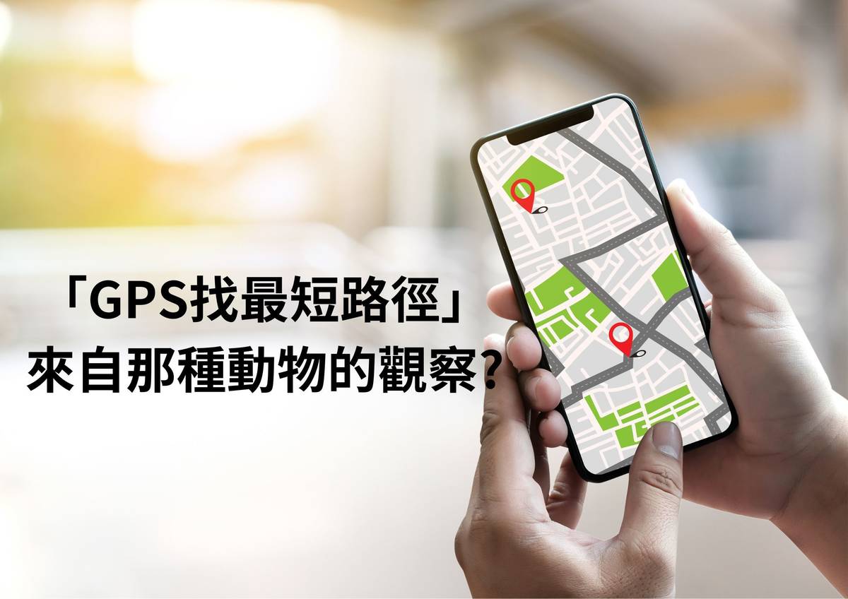 GPS找最短路徑，來自於那種動物的觀察？