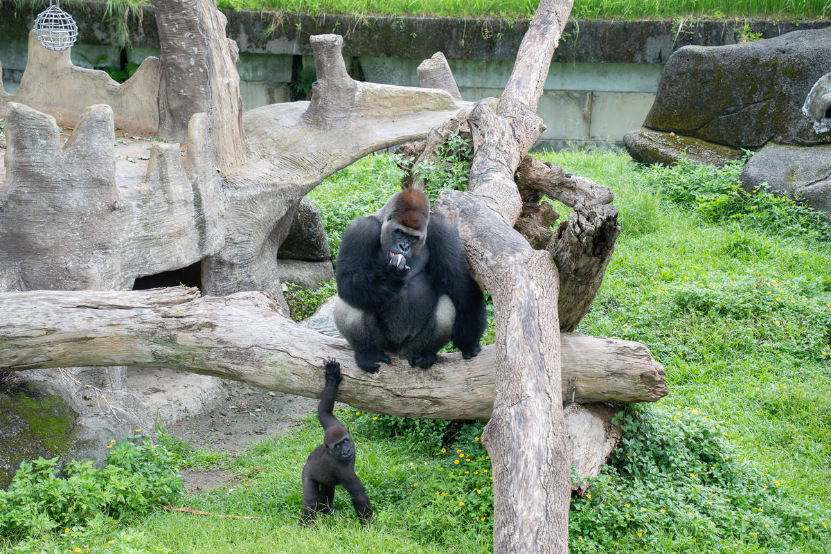 臺北市立動物園在88父親節當天舉辦西部低地大猩猩保母講古活動