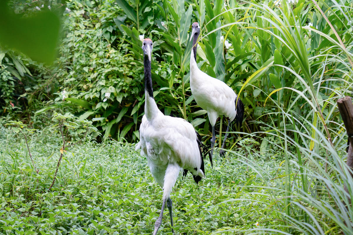 動物園在8/10七夕情人節於園內布置5處「我在動物園的愛情宣言」手牌，歡迎合影打卡