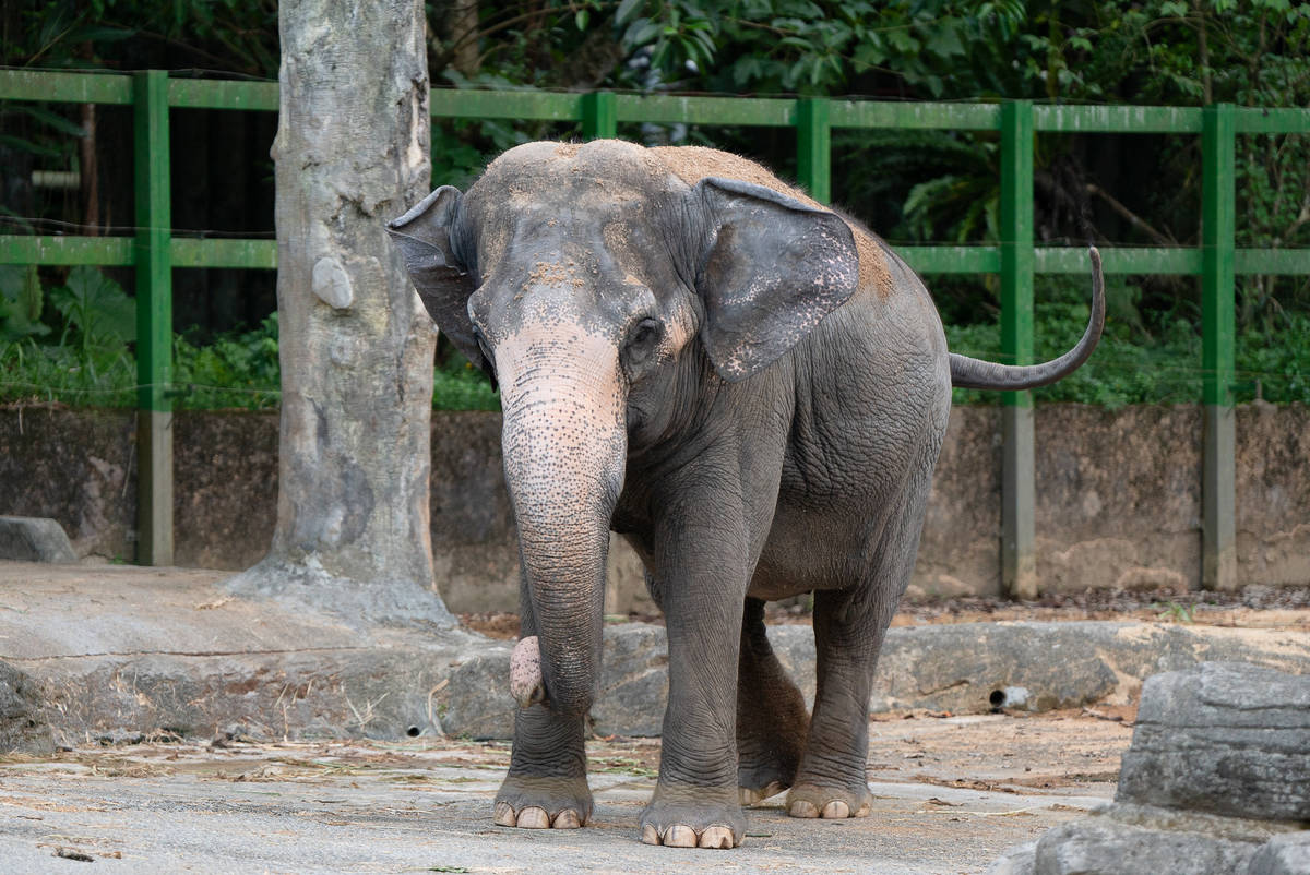 大象保育員將在8/11於動物園教育中心分享照顧象的點滴