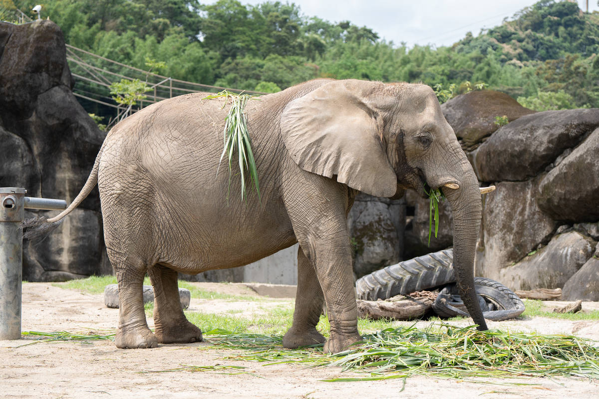 8/12是世界大象日，動物園邀請大家認識象、守護象