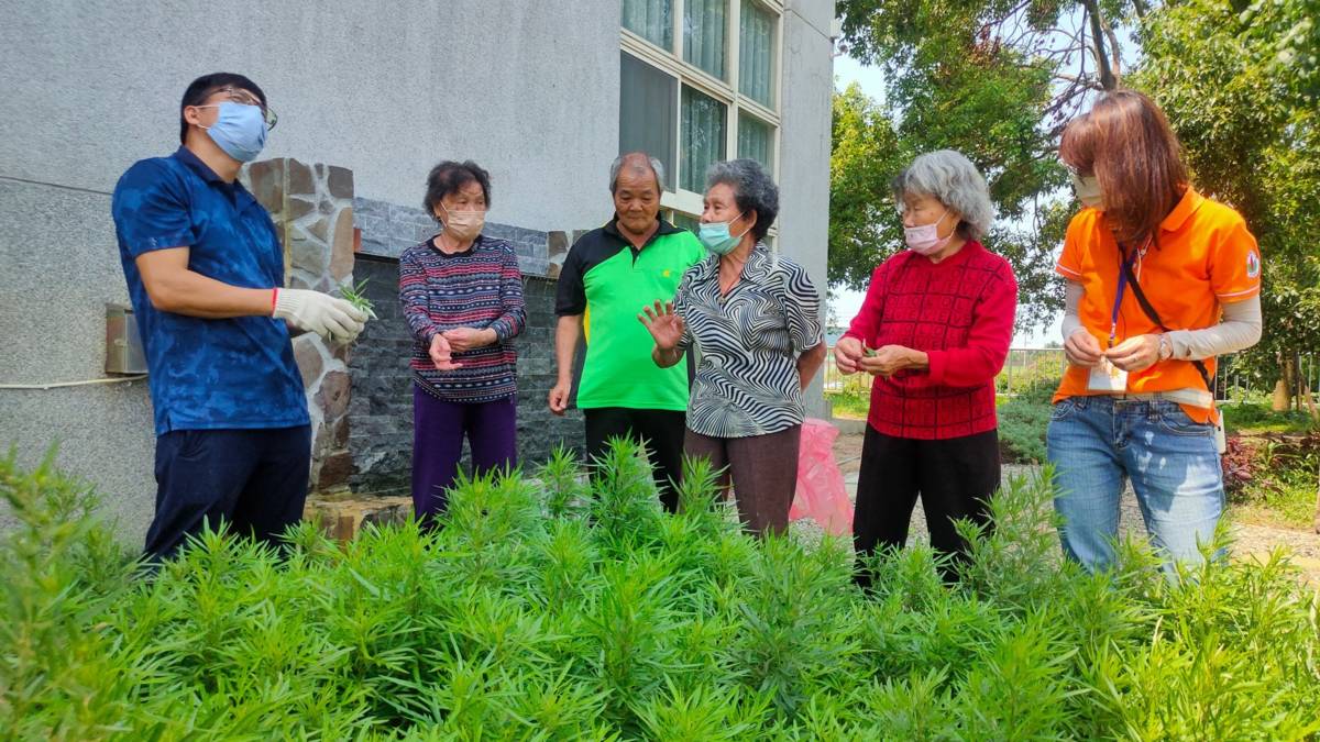 艾草，喚起奶奶早期使用艾草的情境與記憶