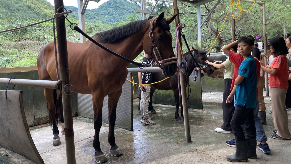 中坑國小學生與馬互動