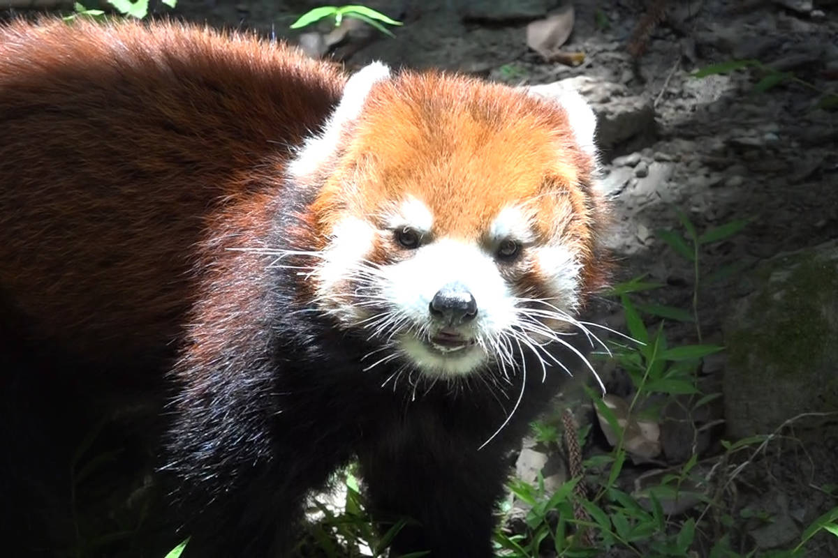 為照護16歲的小貓熊「歡歡」，動物園將棲架降低