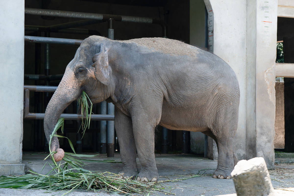 動物園在42歲的亞洲象「友愷」飲食中，增加維生素和蛋白質的攝取