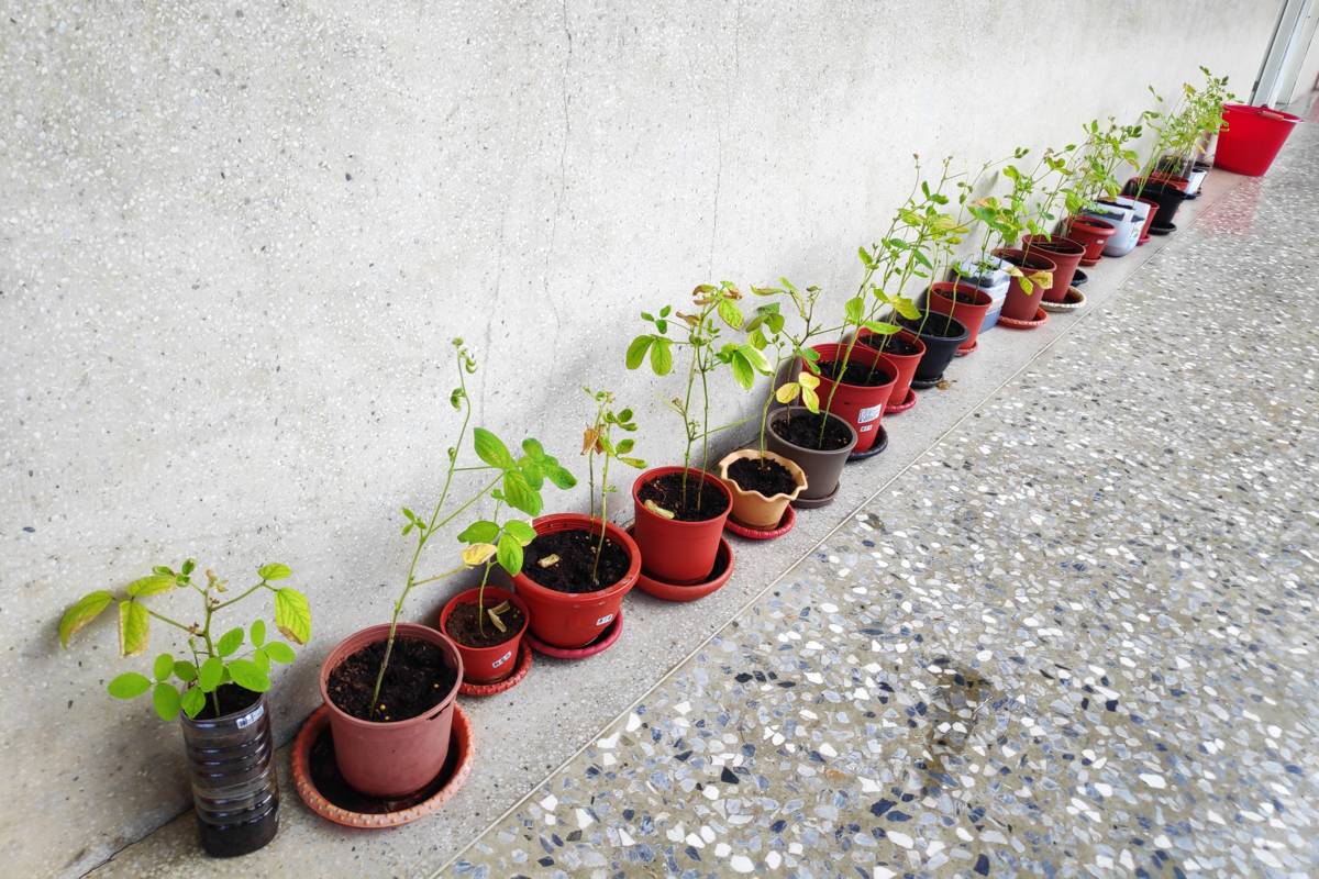 二年級學生種植的盆栽（圖源：文昌國小）
