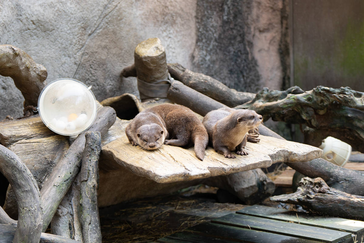 動物園保育員們運用漂流木，為動物們創造多變化的生活空間