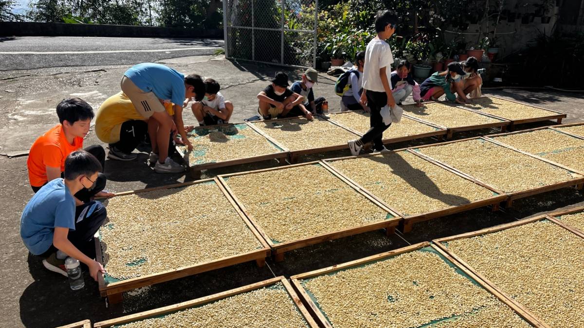 三和走讀學堂走山課程-曬咖啡豆