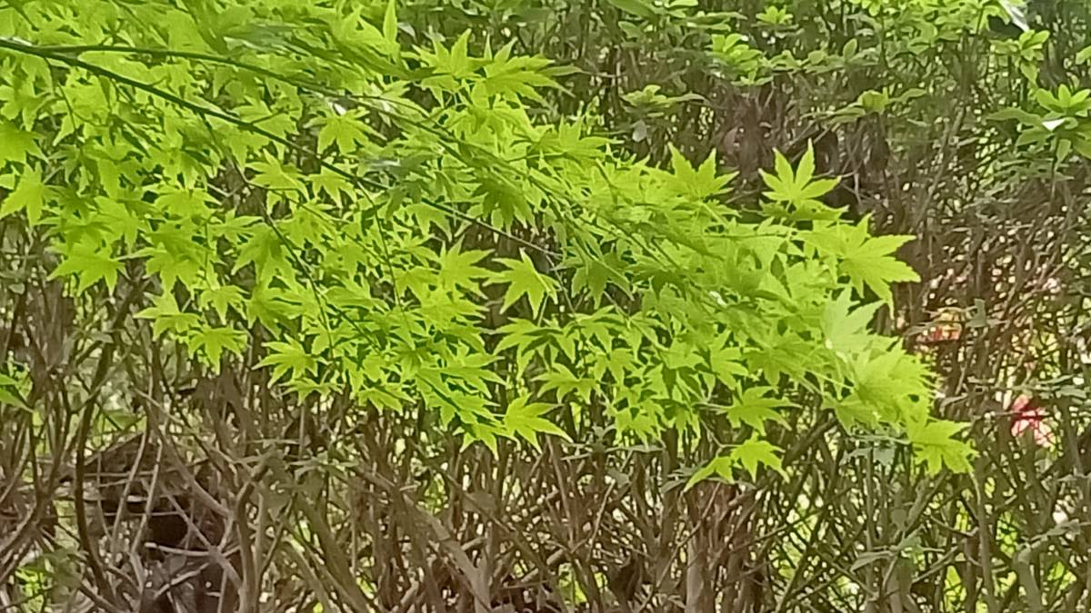 霜降節氣與颱風之關係