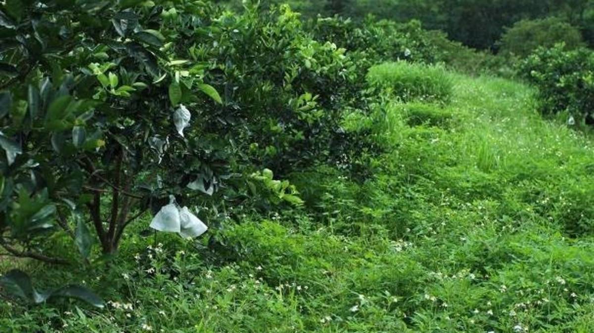 果樹植株較高大可容許較豐厚的地被層