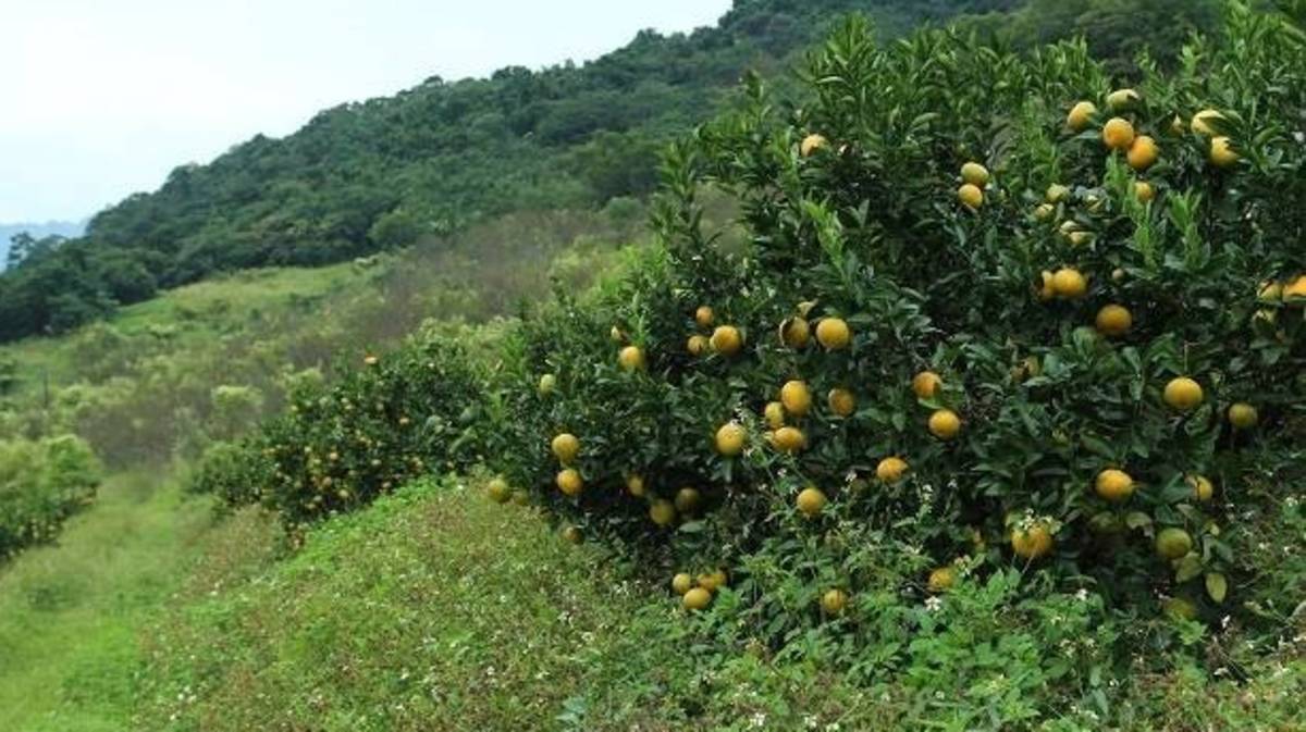 茂谷柑果園與上張圖中的紅龍果園之地被植物相不盡相同