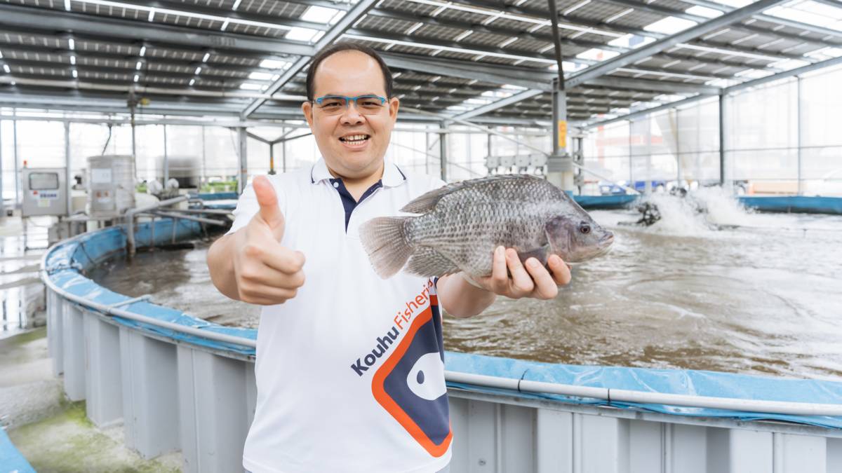 王益豐用心養出一條條健康又營養豐富的臺灣鯛魚(圖片來源：王益豐提供)