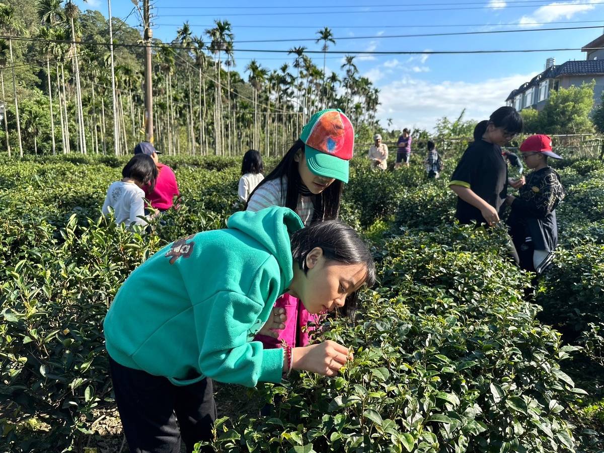 新北大成國小採茶趣 童繪家鄉之美