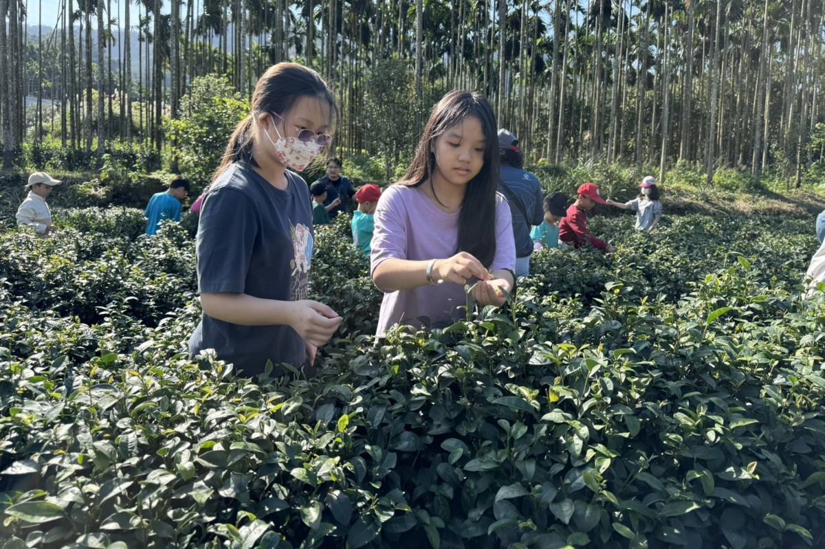 新北大成國小採茶趣 童繪家鄉之美