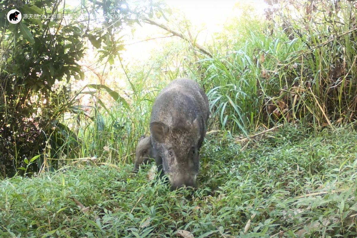 透過熊良心生態顧問公司的生態調查拍攝到的野生動物-山豬/圖片來源:「源天然Origin-米•禮•旅」粉絲專頁