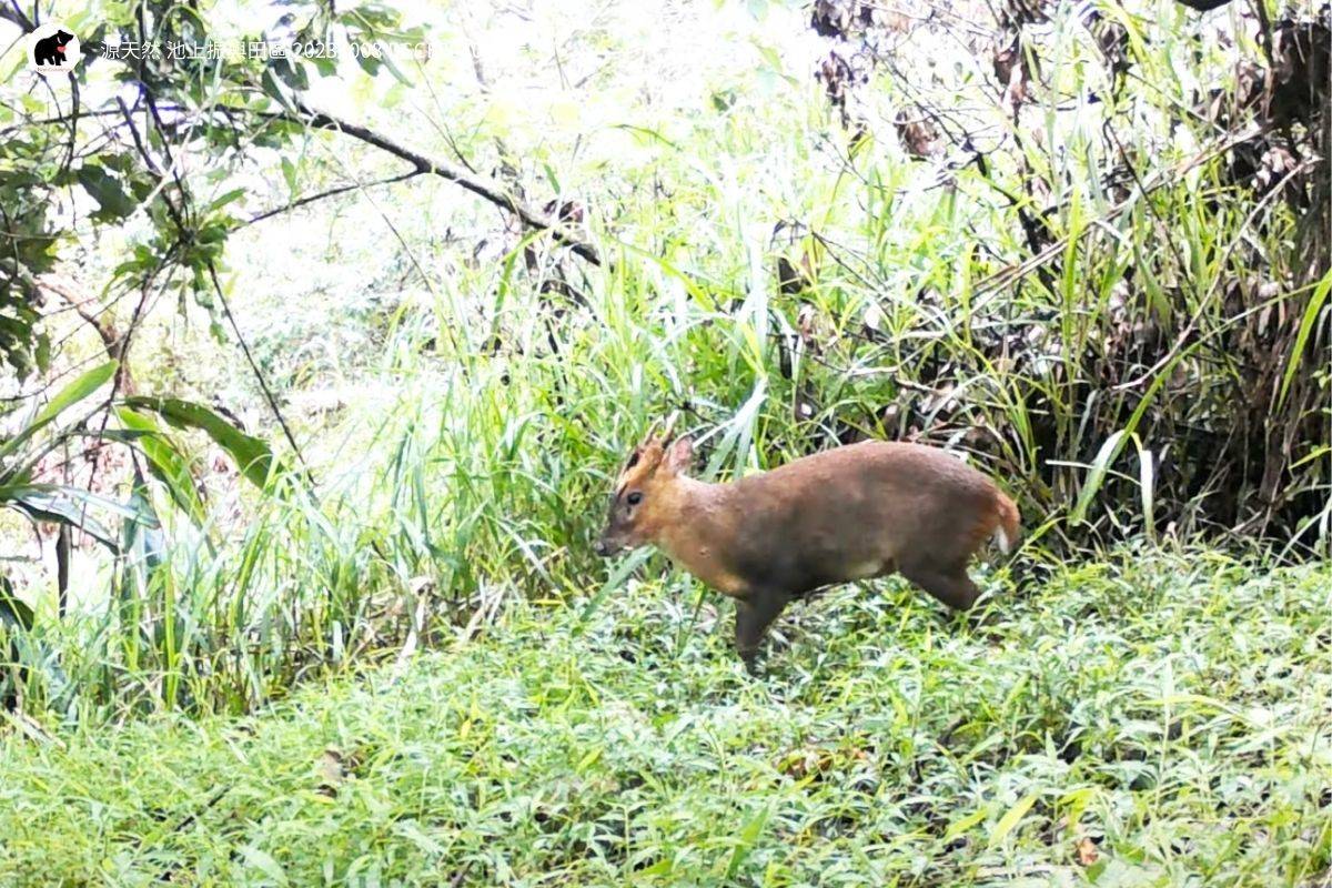 透過熊良心生態顧問公司的生態調查拍攝到的野生動物-山羌/圖片來源:「源天然Origin-米•禮•旅」粉絲專頁