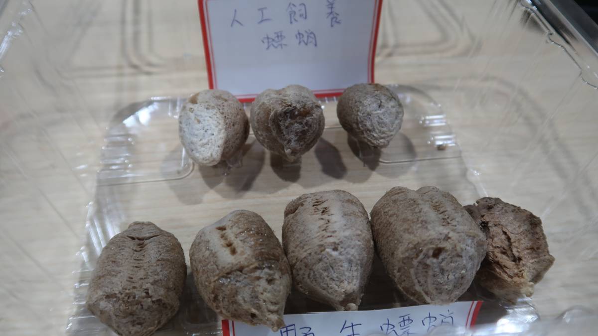 南投縣立宏仁國中科展團隊研究螳螂的生殖行為，圖片為螳螂的螵蛸，材質堅韌，又兼具吸水和防水的性質，可達到保護卵的功能。