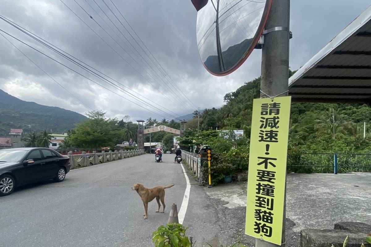 臺東太麻里鄉金崙村以溫泉聞名，如今又多了新「嬌」點，一隻隻軟萌貓咪穿梭村莊街道，吸引許多遊客拍攝照片或影片放上社群媒體，使金崙漸漸有了貓村的稱號。