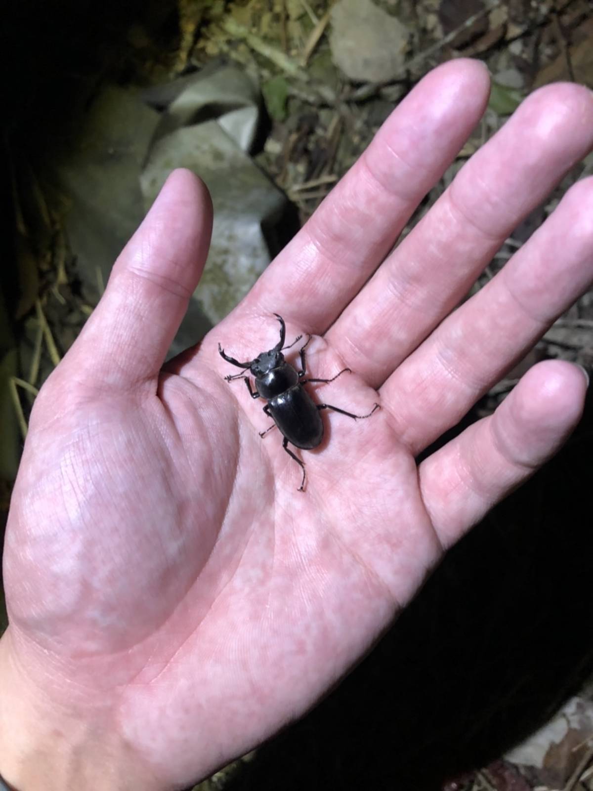 搖樹採集的鹿角鍬形蟲/沛佑提供