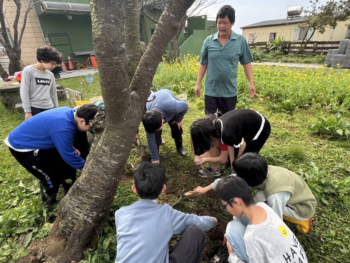 學生將自製有機肥，埋進櫻花樹下