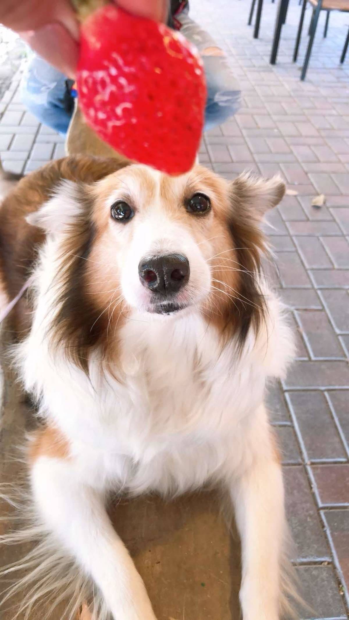樂樂