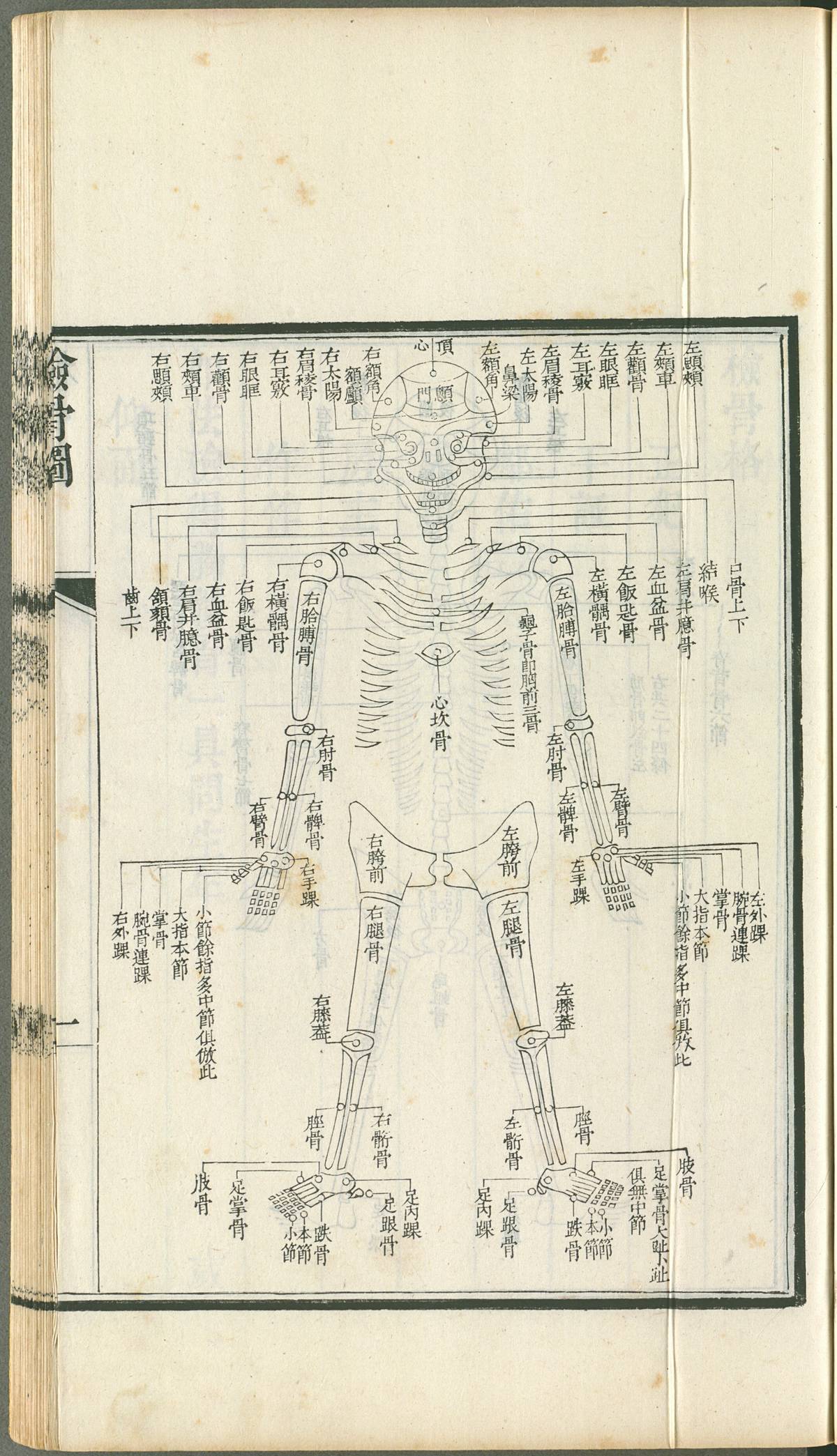 《律例館校正洗冤錄》檢骨圖(故宮提供)