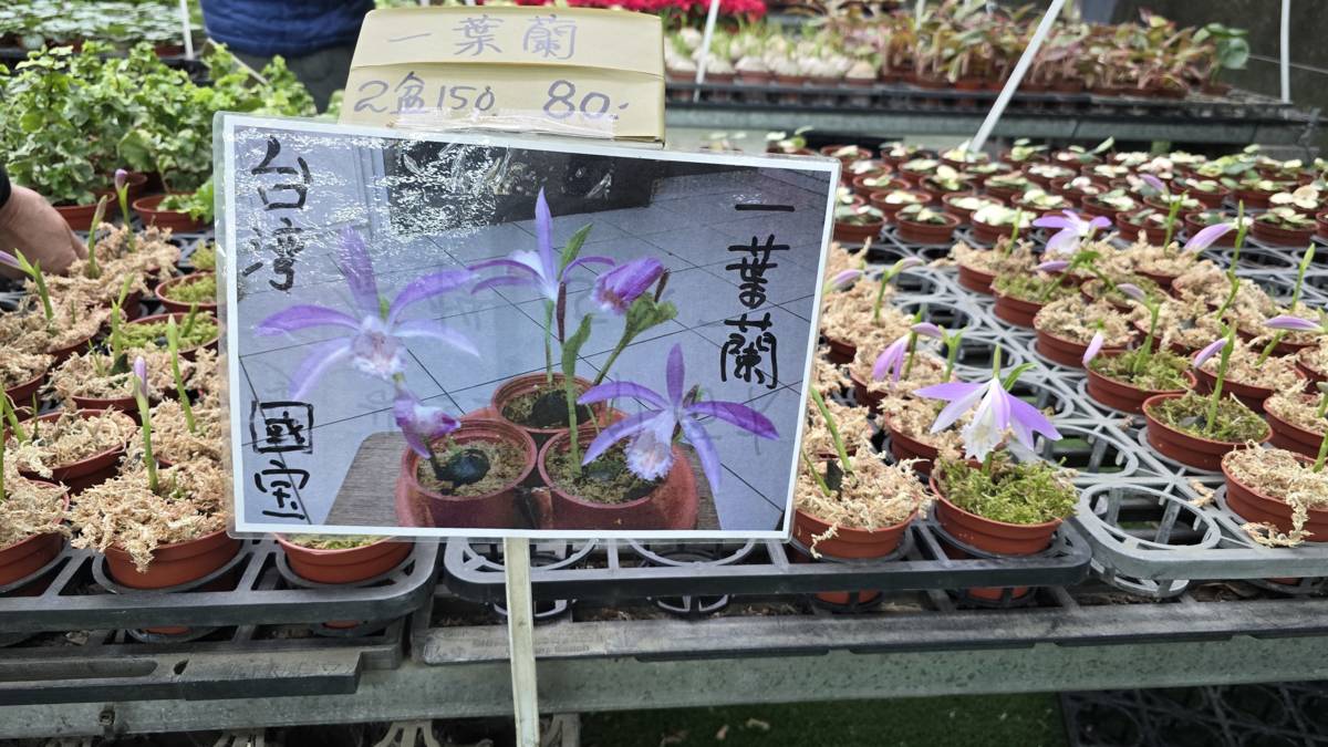 台灣特有種一葉蘭經過人工繁殖滿足巿場需求，可降低盜採壓力