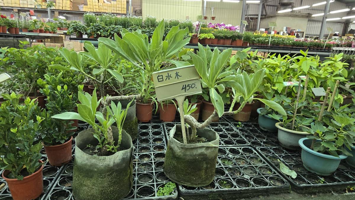 園藝店內具有豐富多樣的植物，令人目不暇給
木本、草本、多肉植物任君挑選