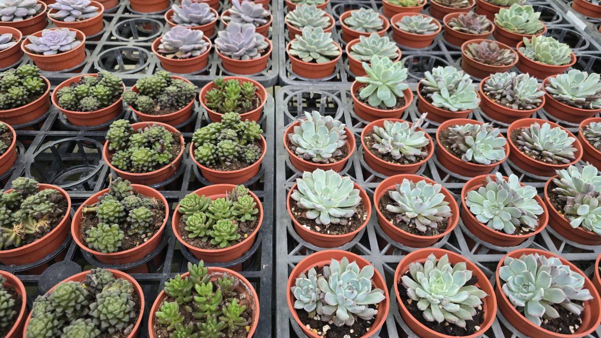 園藝店內具有豐富多樣的植物，令人目不暇給
木本、草本、多肉植物任君挑選