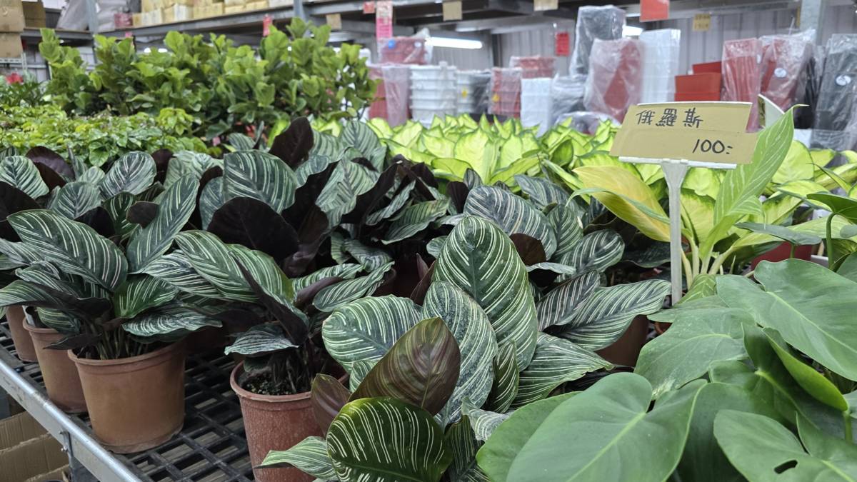 園藝店內具有豐富多樣的植物，令人目不暇給
木本、草本、多肉植物任君挑選