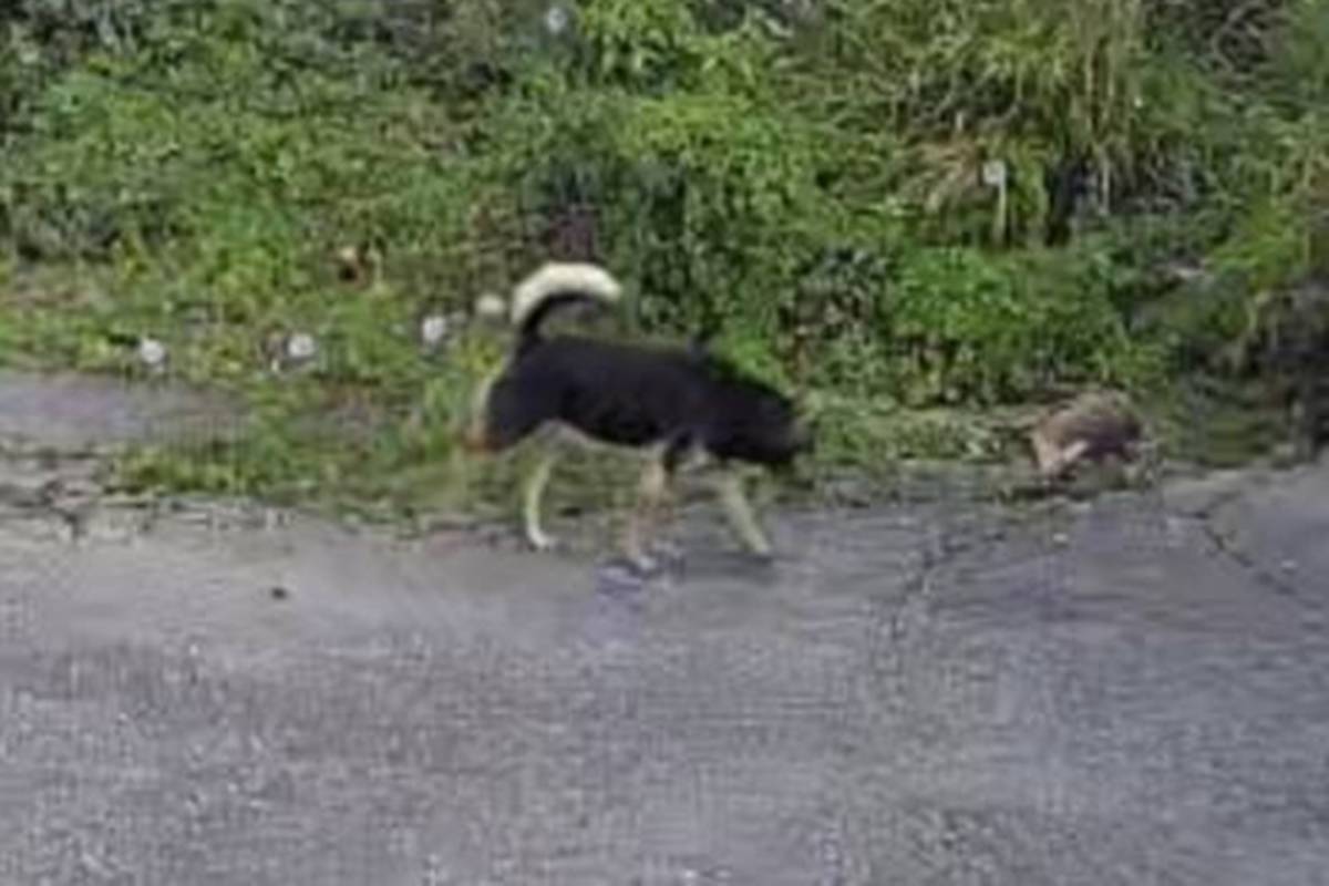 1隻生活在淺山地區的山羌13日現蹤台東市郊，遭3隻遊蕩犬追咬死亡。