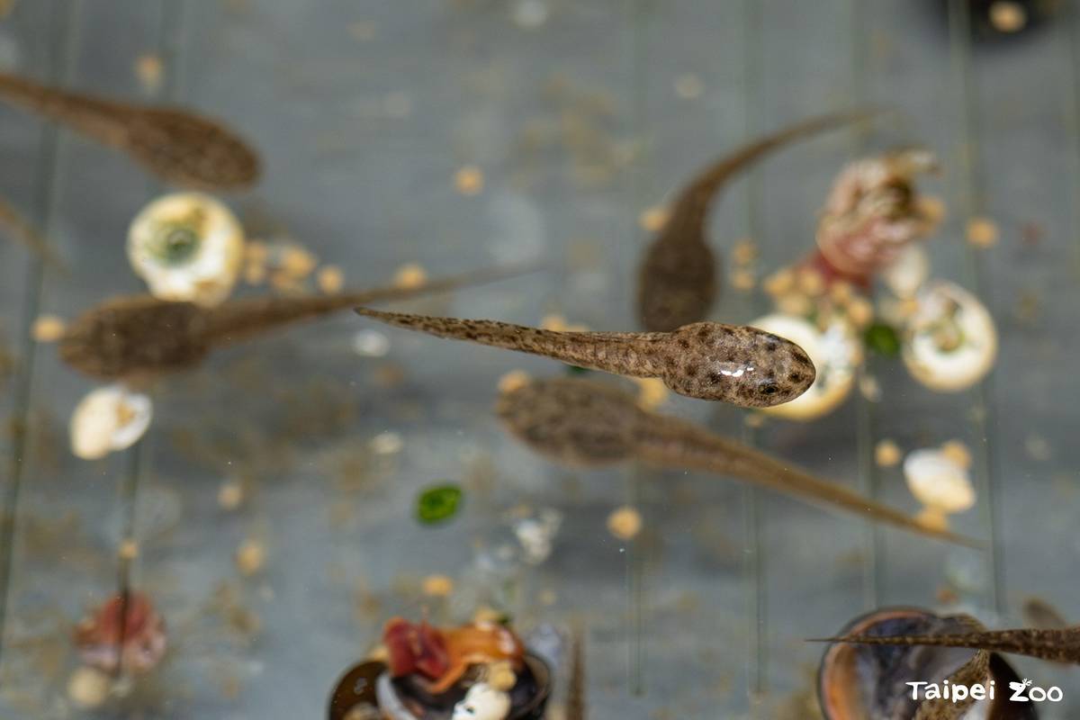 動物園和農業部林業及自然保育署、生物多樣性研究所合作移地復育，已具備繁殖照養魚池琴蛙技術