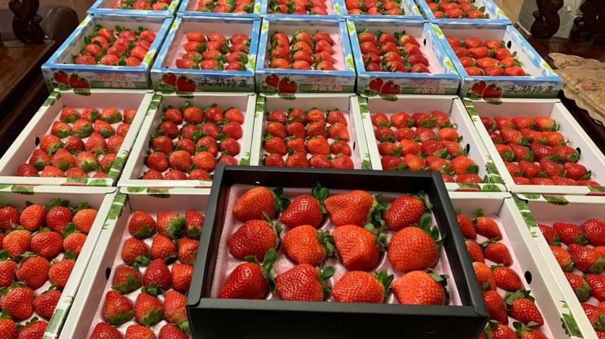 天藍果園的無毒草莓簡單清洗就可安心食用(圖片來源：天藍果園提供)
