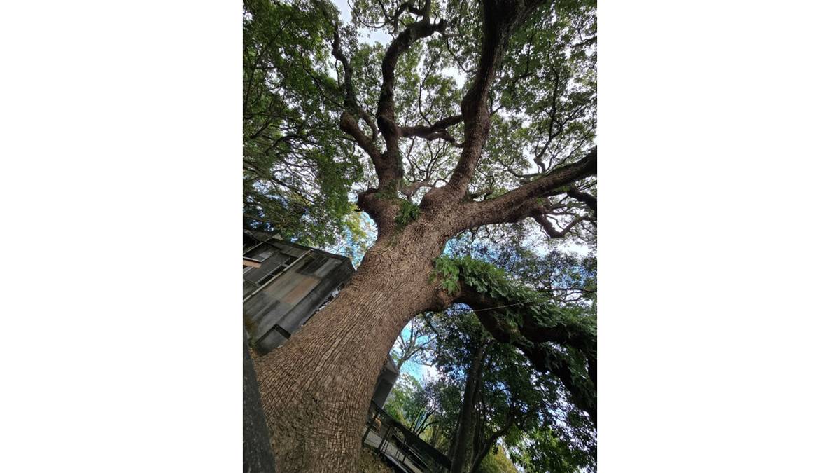 雨農閱覽室旁的老樟樹充滿靈性能量
這棵三百歲的老樟樹從前清、日據時代到今天，大約有300歲了。外形蒼勁挺拔，古意盎然，是芝山岩的巨木，也是目前所知臺北市最老的老
樹。
樟樹的精油味道芬香,可以騙蟲，除製作樟腦外，還是早年重要的工業原料。樟樹與楠木同是臺灣亞熱帶天然林的主要物種，但因樟腦油的需
求，臺灣較巨大的原生樟樹幾乎都被砍伐殆盡，芝山岩的老樟樹，是少數倖存的大樟樹之一。