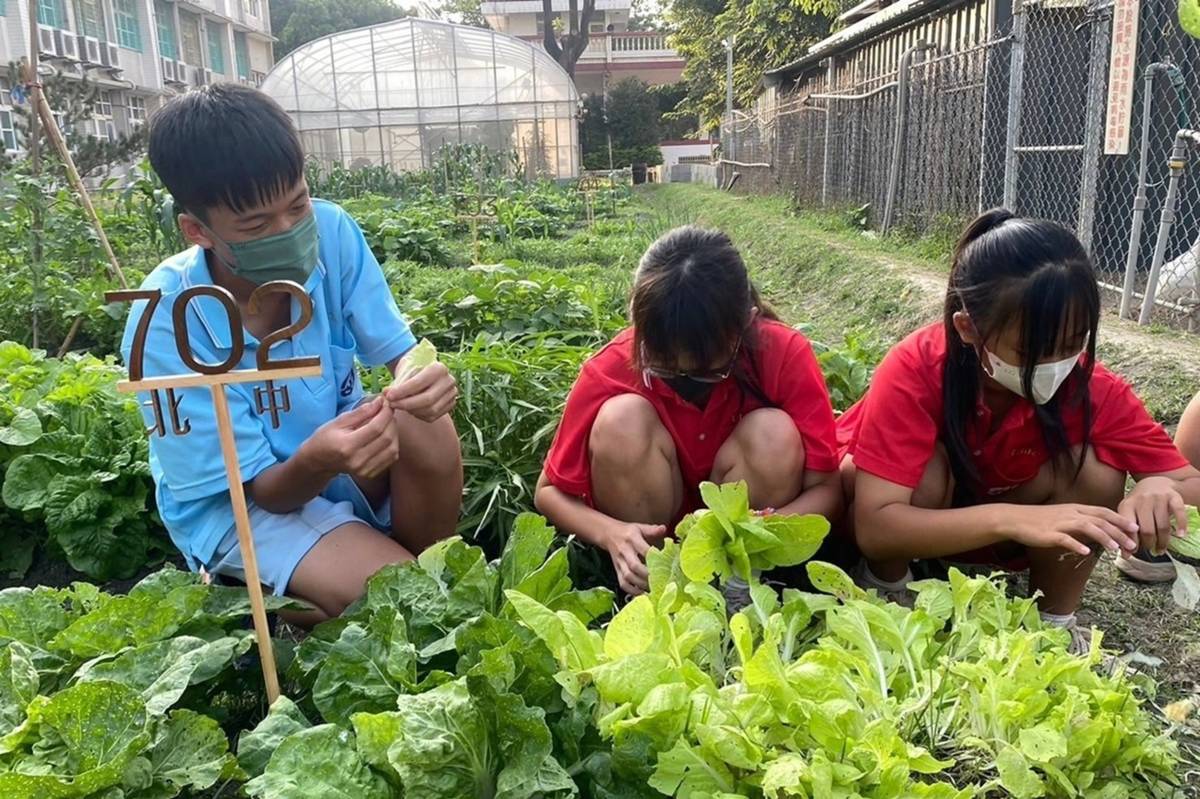 北斗國中學生細心採收作物 (教育部提供)