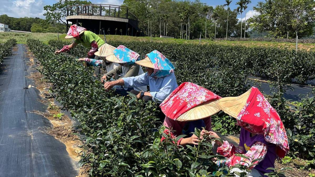 圖取自紅烏龍合作社臉書專頁