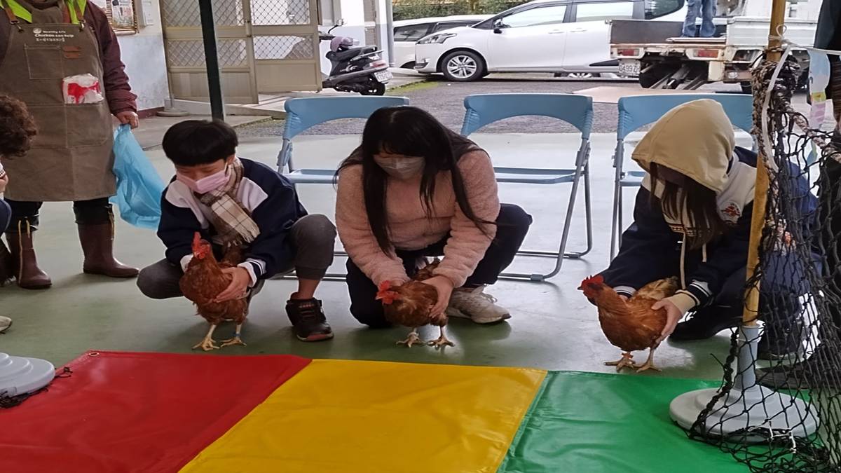 友雞運動會的雞賽跑，預備開始