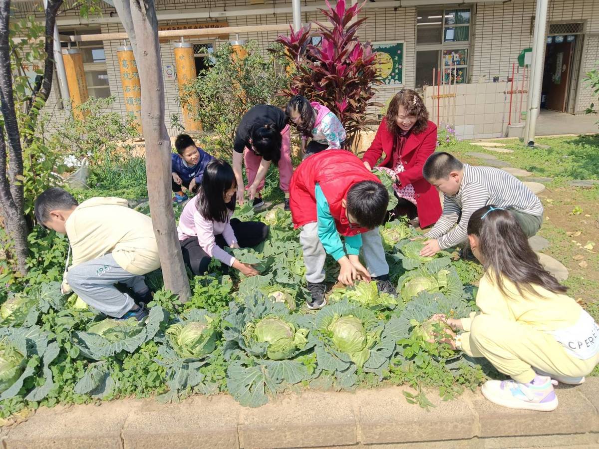 育仁國小學生採收高麗菜