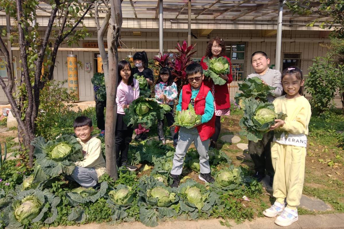 育仁國小將採收的高麗菜送給在地愛心家園