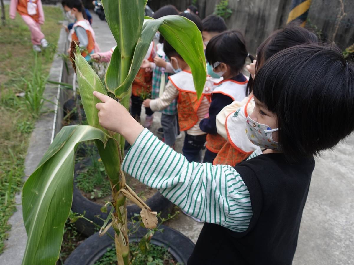 孩子們採收玉米 (教育部提供)
