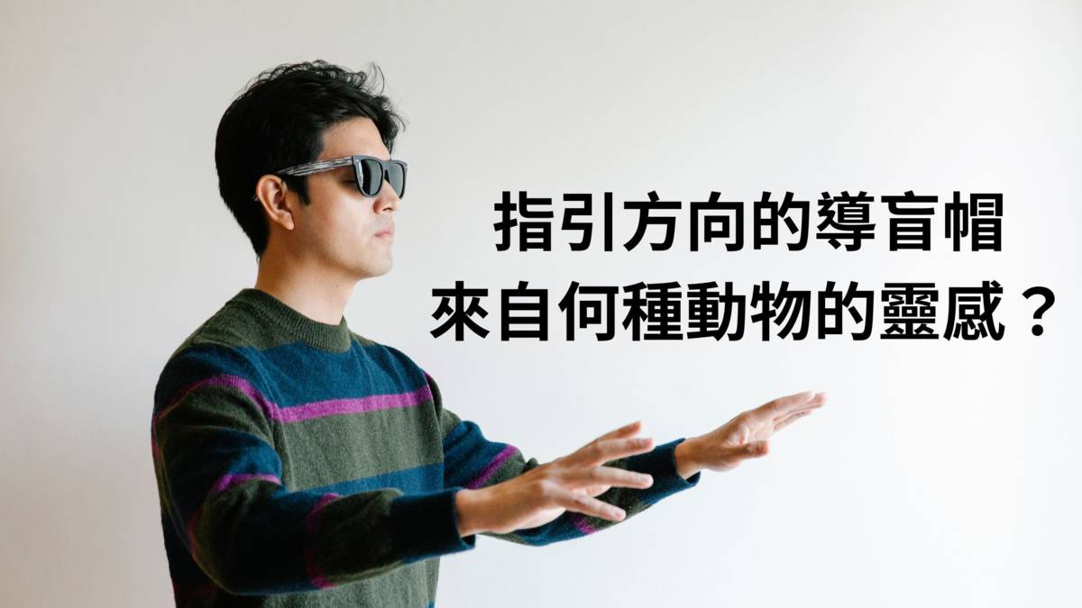 指引方向的導盲帽，來自何種動物的好點子？